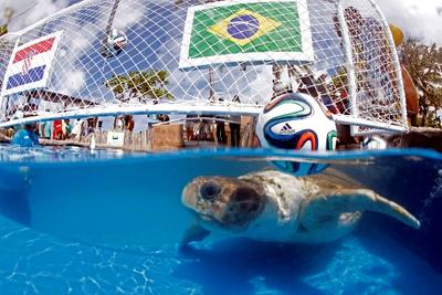 Результаты ЧМ-2014 предскажет черепаха по кличке Большая голова