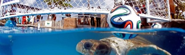 Результаты ЧМ-2014 предскажет черепаха по кличке Большая голова