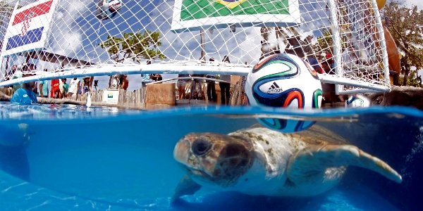 Результаты ЧМ-2014 предскажет черепаха по кличке Большая голова