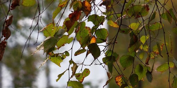 В субботу в Приморье будет тепло, в воскресенье — местами дожди