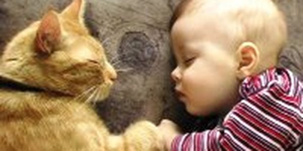 Если кошка или собака спит с хозяином — в выигрыше оба