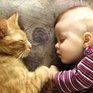 Если кошка или собака спит с хозяином — в выигрыше оба