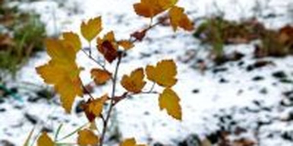 Морозы в Приморье будут ослабевать