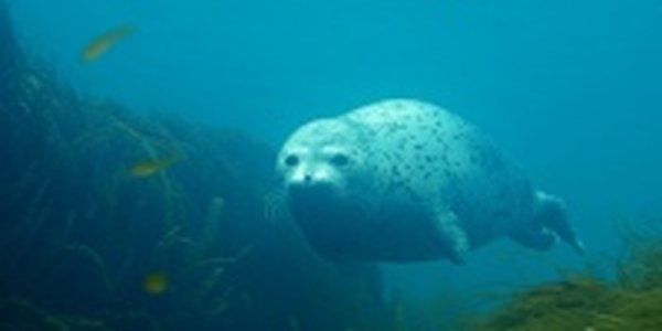 Подводный мир Японского моря смогут увидеть жители Владивостока