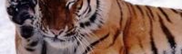 Амурский тигр был застрелен браконьерами в Приморском крае