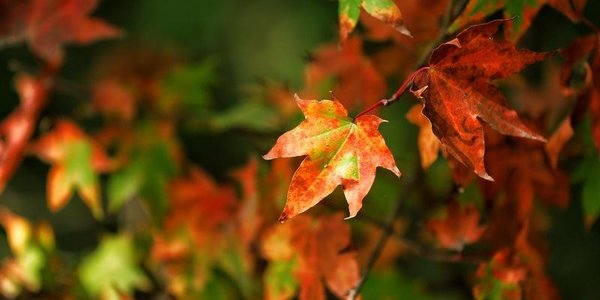 Осенняя погода ожидается в Приморье и Владивостоке на выходных