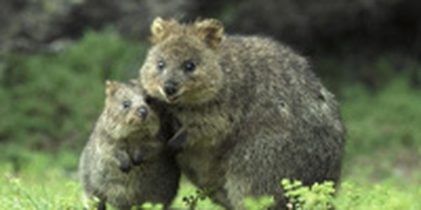 Поднимаем настроение: Самый улыбчивый зверек