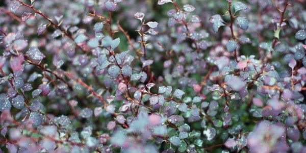 Вечером во Владивостоке возможен небольшой дождь