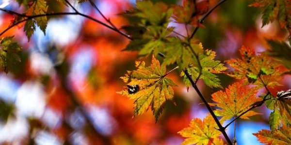 В Приморье ожидается новая волна похолодания