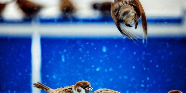 Циклон из Китая принесет в Приморье снег