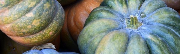 Весит больше тонны: в США вырастили самую большую тыкву