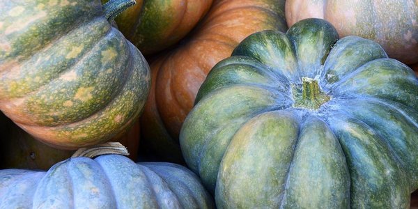 Весит больше тонны: в США вырастили самую большую тыкву