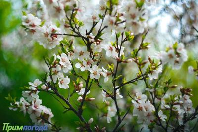 Синоптики дали прогноз на праздничные выходные в Приморье