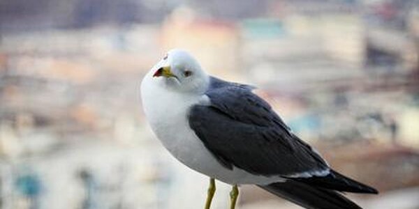 Погода на выходные: в Приморье похолодает после прохождения атмосферных фронтов