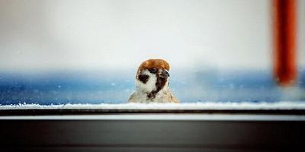 Небольшой снег пройдет в некоторых районах Приморья в среду