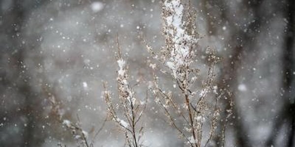 Небольшой снег пройдет местами в Приморье в четверг
