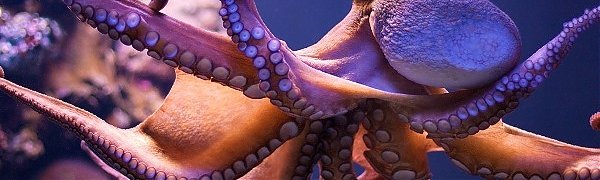 В Новой Зеландии осьминог сбежал из аквариума в океан