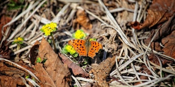 В последние выходные марта воздух в Приморье прогреется до +15 °С