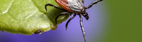 В Сибири найдены два новых вида клещей