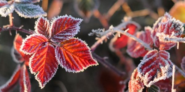 На российском Северо-Западе зафиксированы первые заморозки