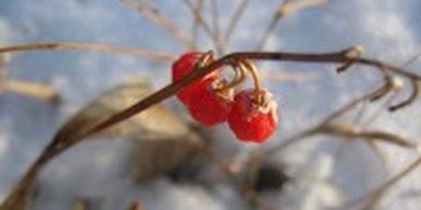 После морозов Приморье ожидает потепление