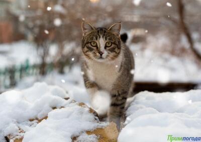 Небольшой снег прошел в Приморье прошлой ночью