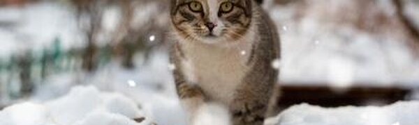 Небольшой снег прошел в Приморье прошлой ночью