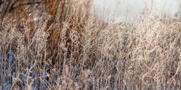 От тепла до трескучих морозов: всё о погоде в Приморье до середины недели