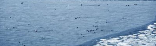 Лед в заливе Петра Великого достаточно тонкий
