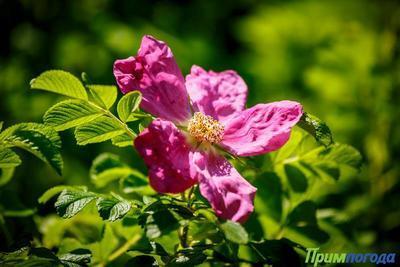 2020 год может стать самым жарким в истории