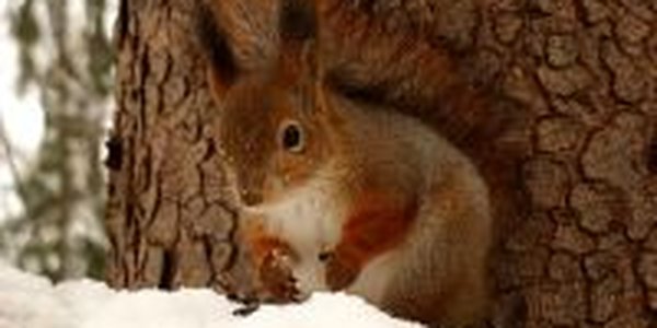 Белки подорвали рождественский дух американцев<a> <sup style='color:red'>Праздник к нам приходит...</sup></a>