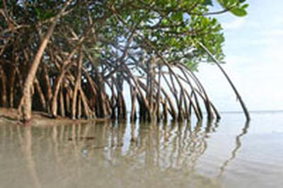 Мангровые деревья защитят береговую линию Филиппин