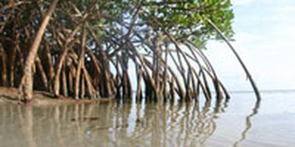 Мангровые деревья защитят береговую линию Филиппин