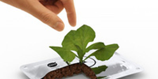 NASA планирует выращивать растения на Луне