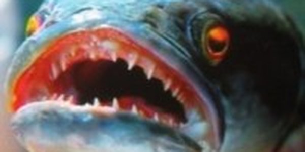 Австралийцы опасаются нашествия рыб-монстров 