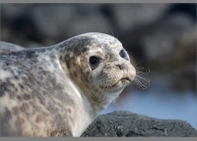 Специалисты начали метить пятнистых тюленей на островах в Приморье