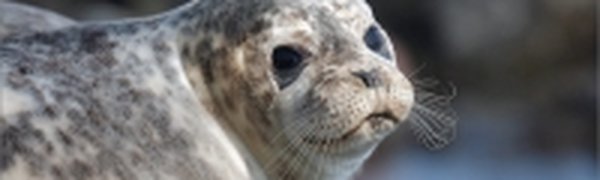 Специалисты начали метить пятнистых тюленей на островах в Приморье