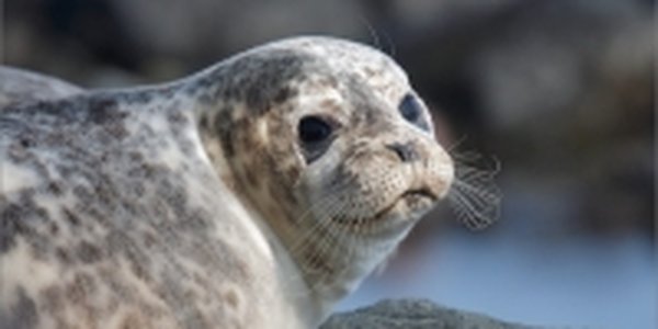 Специалисты начали метить пятнистых тюленей на островах в Приморье
