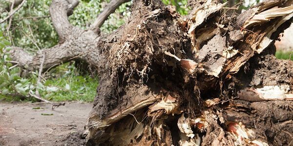 Минздрав Приморья о травмах из-за тайфуна «Майсак»: 55 пострадавших, трое погибли