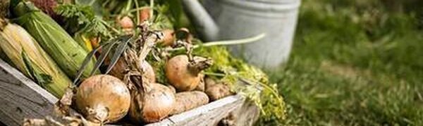 Внимание! Переувлажнение почвы наблюдается в 2 районах Приморья