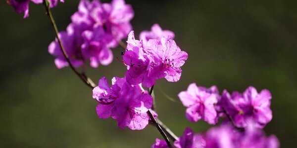 Теплая погода придет в Приморье с наступлением мая