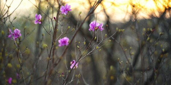 Переменчивая погода ожидается в Приморье в последнюю неделю апреля