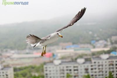 Сегодня ночью в Приморье будет дождливо