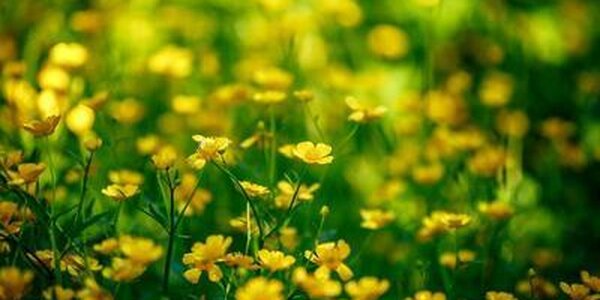 До +20°С прогреется воздух местами в Приморье в четверг