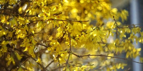 Переменчивая погода сохраняется в Приморье