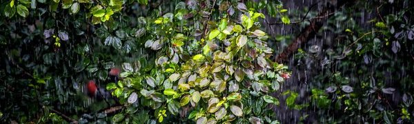 Во вторник в Приморье начнутся сильные, местами очень сильные дожди