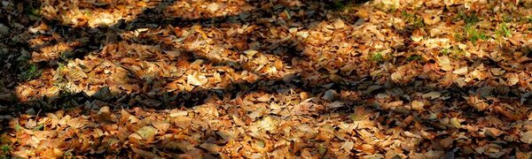 На западе Приморья сохранится высокий класс пожарной опасности леса