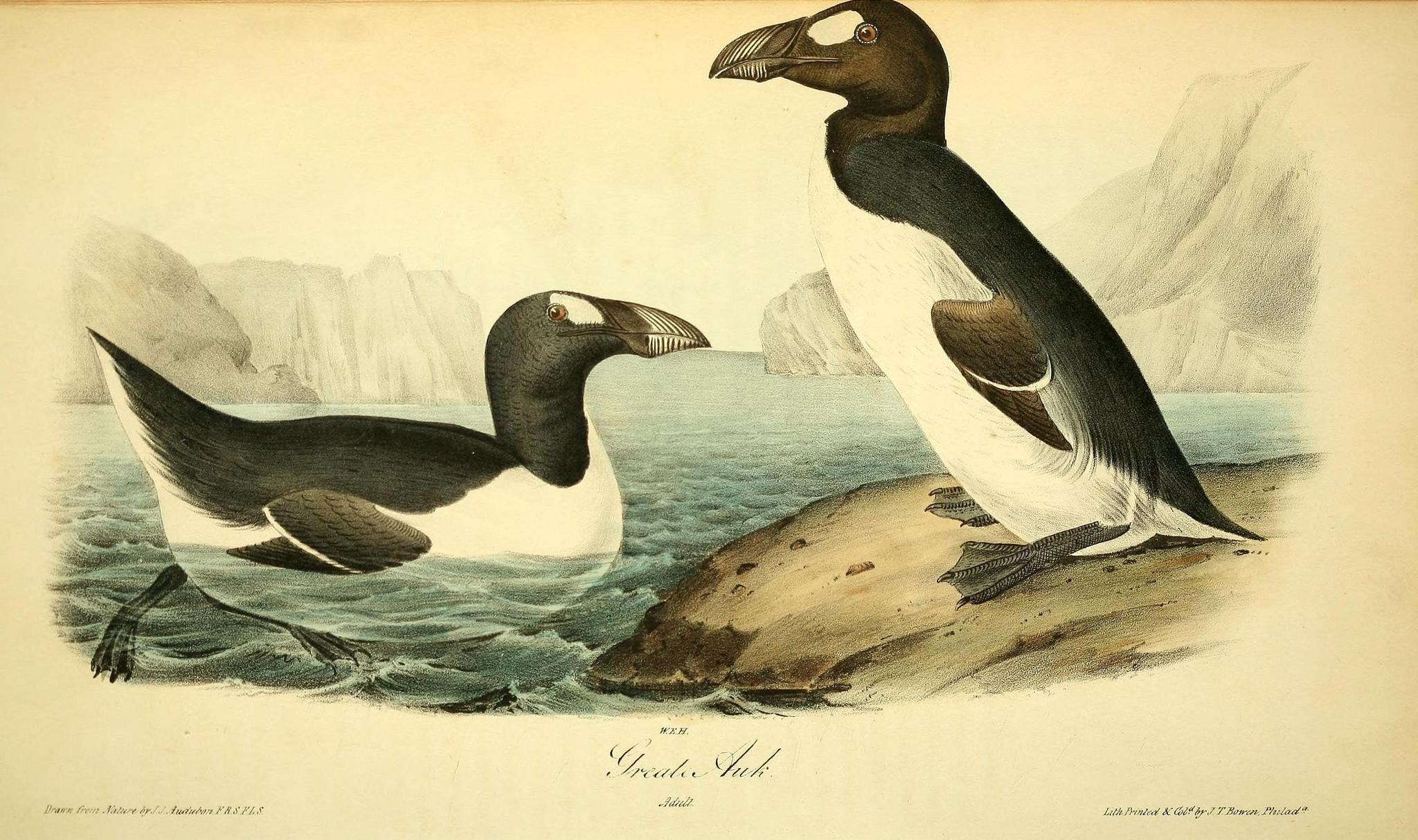 Бескрылая гагарка (Pinguinus impennis) 