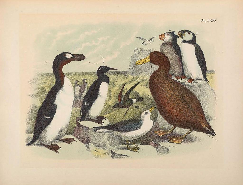 Бескрылая гагарка (Pinguinus impennis)